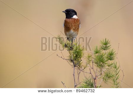Common Stone Chat Sit On A Twig On Lovely Soft Brow Background