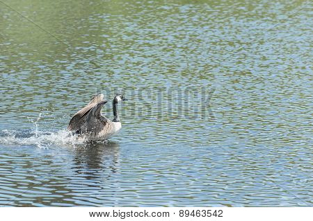 Canada Goose Landing On Water