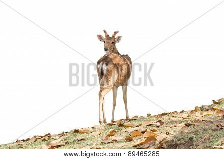 Chital