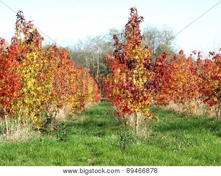 Autumn Has Painted The Landscape