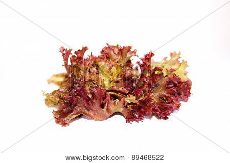 Lolo Rosso Or Coral Lettuce Isolated On The White Background.