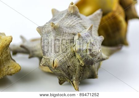 Bolinus Brandaris, An Edible Marine Gastropod Mollusk