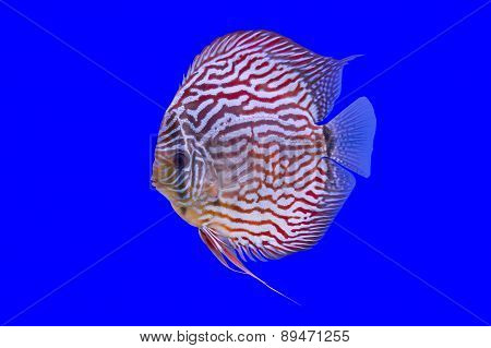 Pompadour Fish On Blue Background