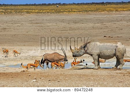 Black Rhino & Gemsbok Oryx next to a waterhole