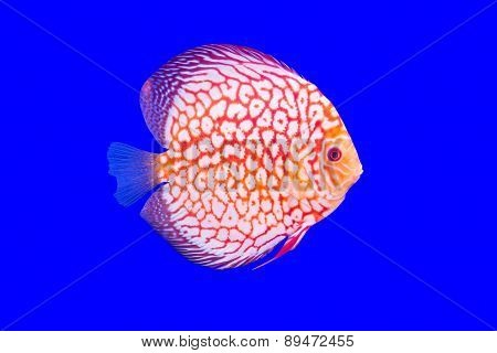 Pompadour Fish On Blue Background
