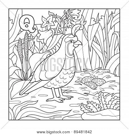 Coloring Book (quail), Colorless Illustration (letter Q)