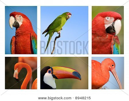 Diversi uccelli tropicali insieme 1.