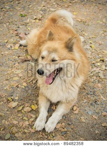 Drowsy Dog