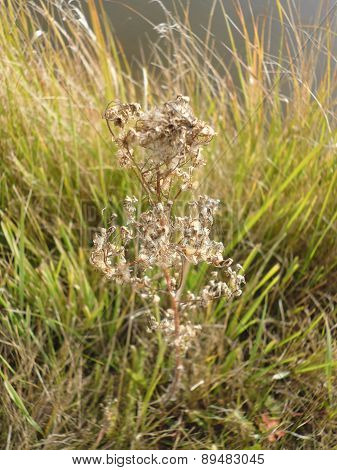 dried wild flower