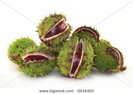 Kasztan