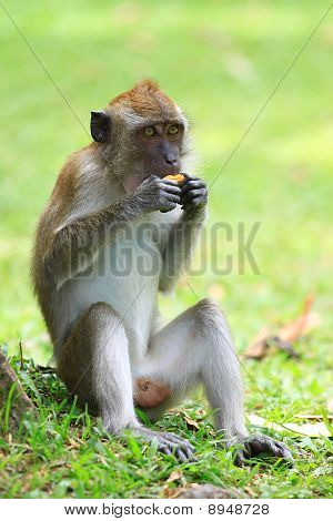 a monkey in Thailand