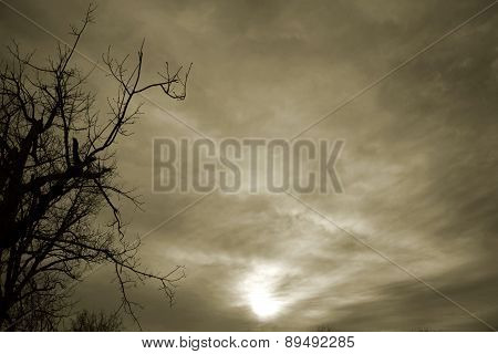 Late noon sky and Trees