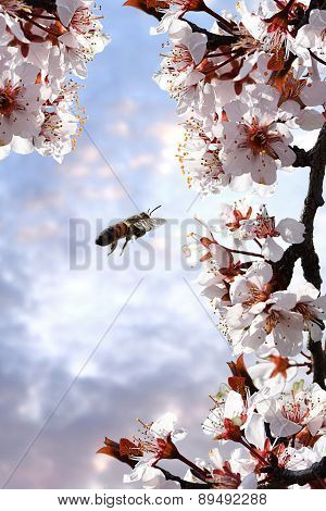 Bee pollinating Plum Tree