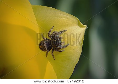 Jumping spider on yellow flower