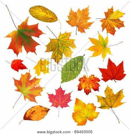 Collection Beautiful Colourful Autumn Leaves Isolated On White