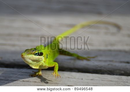 Florida Green Anole Lizard