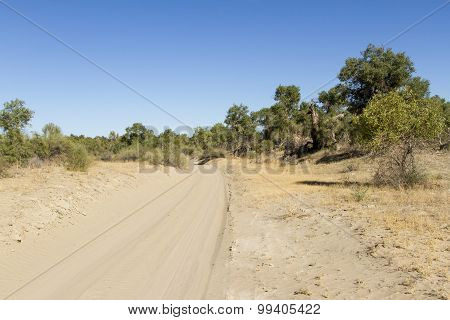Road In The Desert Of Sand