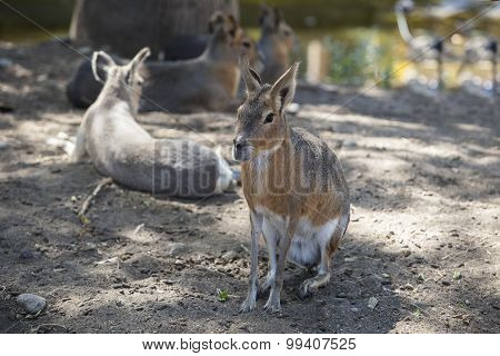 Patagonian Mara