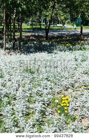 Flower Bed With Jacobaea Maritima Plant In Garden