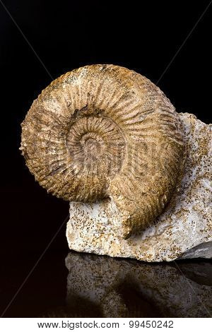 Ammonite Fossil.