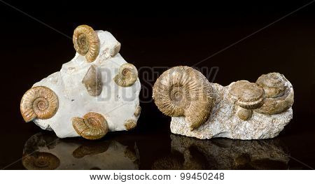 Ammonite Fossils.
