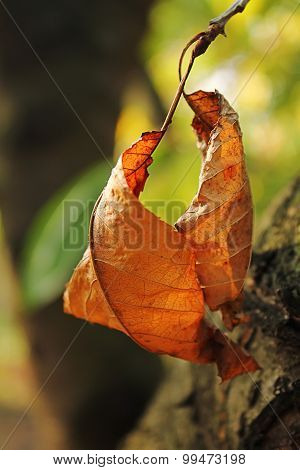 Leafs