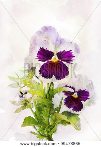 Watercolor Purple Pansy (viola Tricolor)