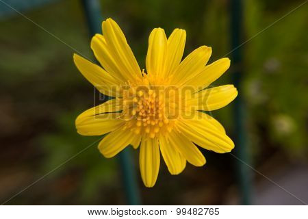 Flor Suspensa