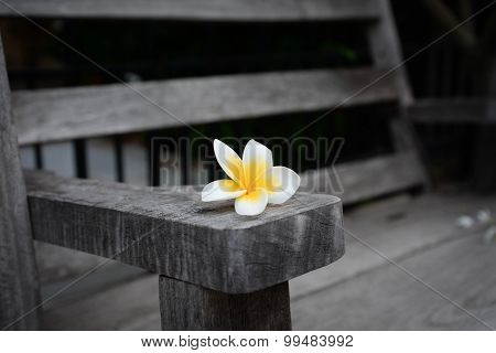 Plumeria Flower On Wooden Chair