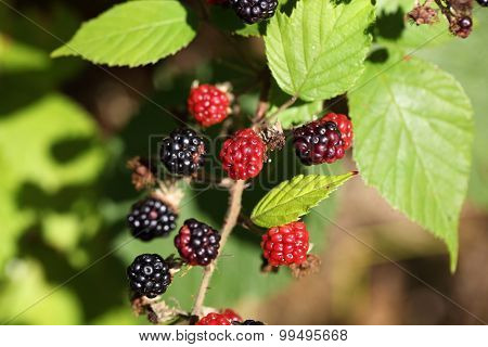 Red And Black Blackberry Fruits.
