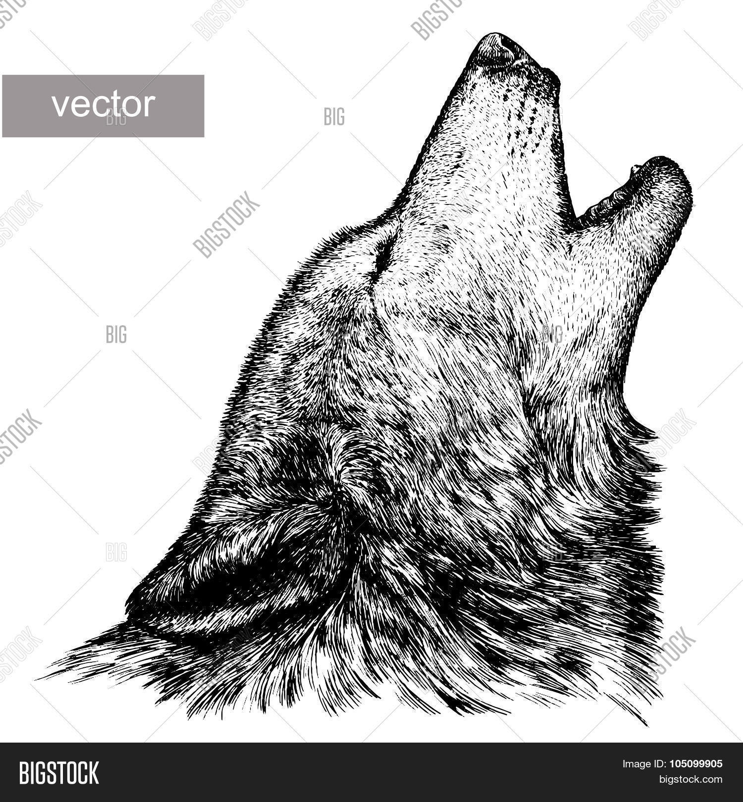 Engrave Wolf Vector & Photo (Free Trial) Bigstock