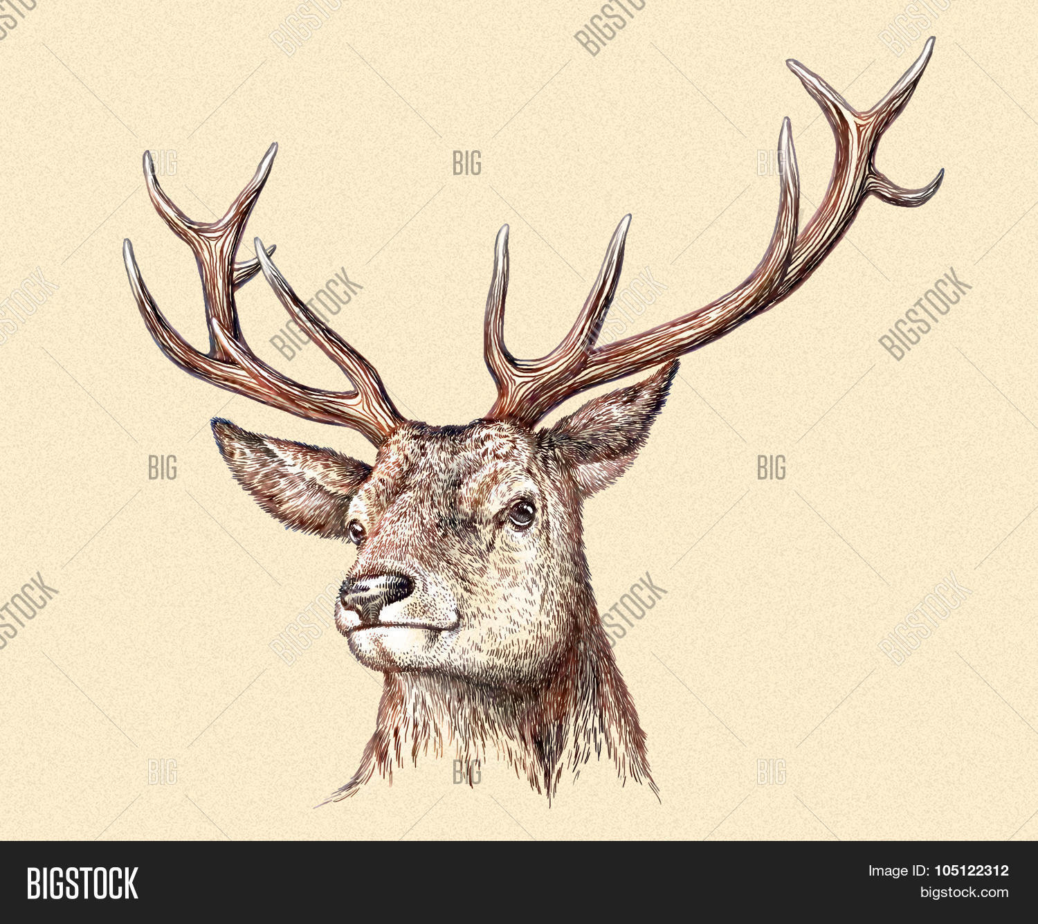Engrave Deer Image & Photo (Free Trial) Bigstock