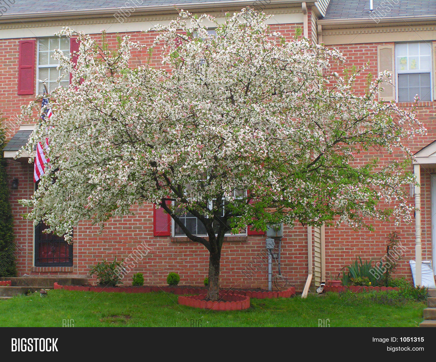 Mature Crabapple Tree Image & Photo (Free Trial) Bigstock
