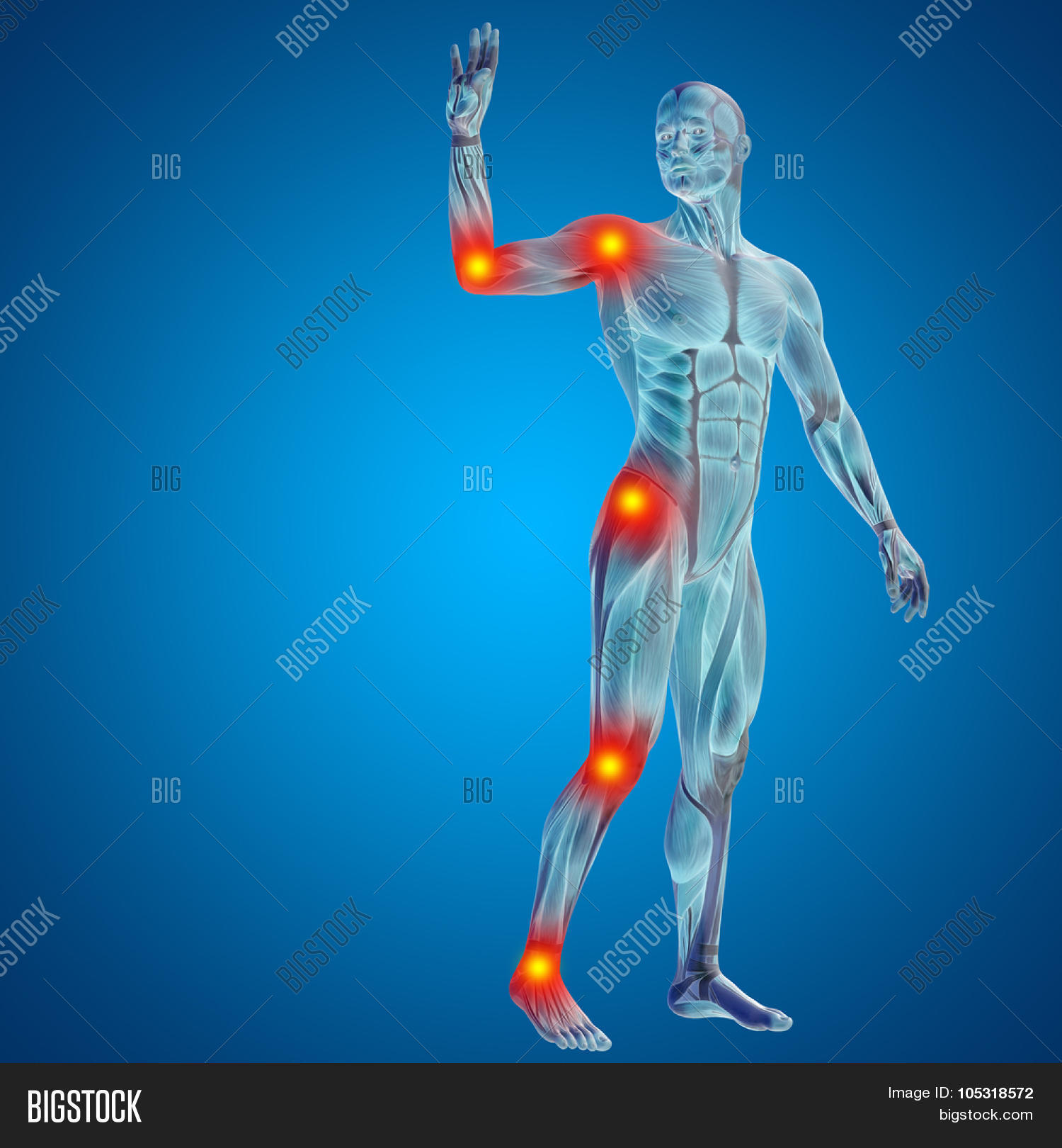3D Human Man Muscles Image & Photo (Free Trial) Bigstock