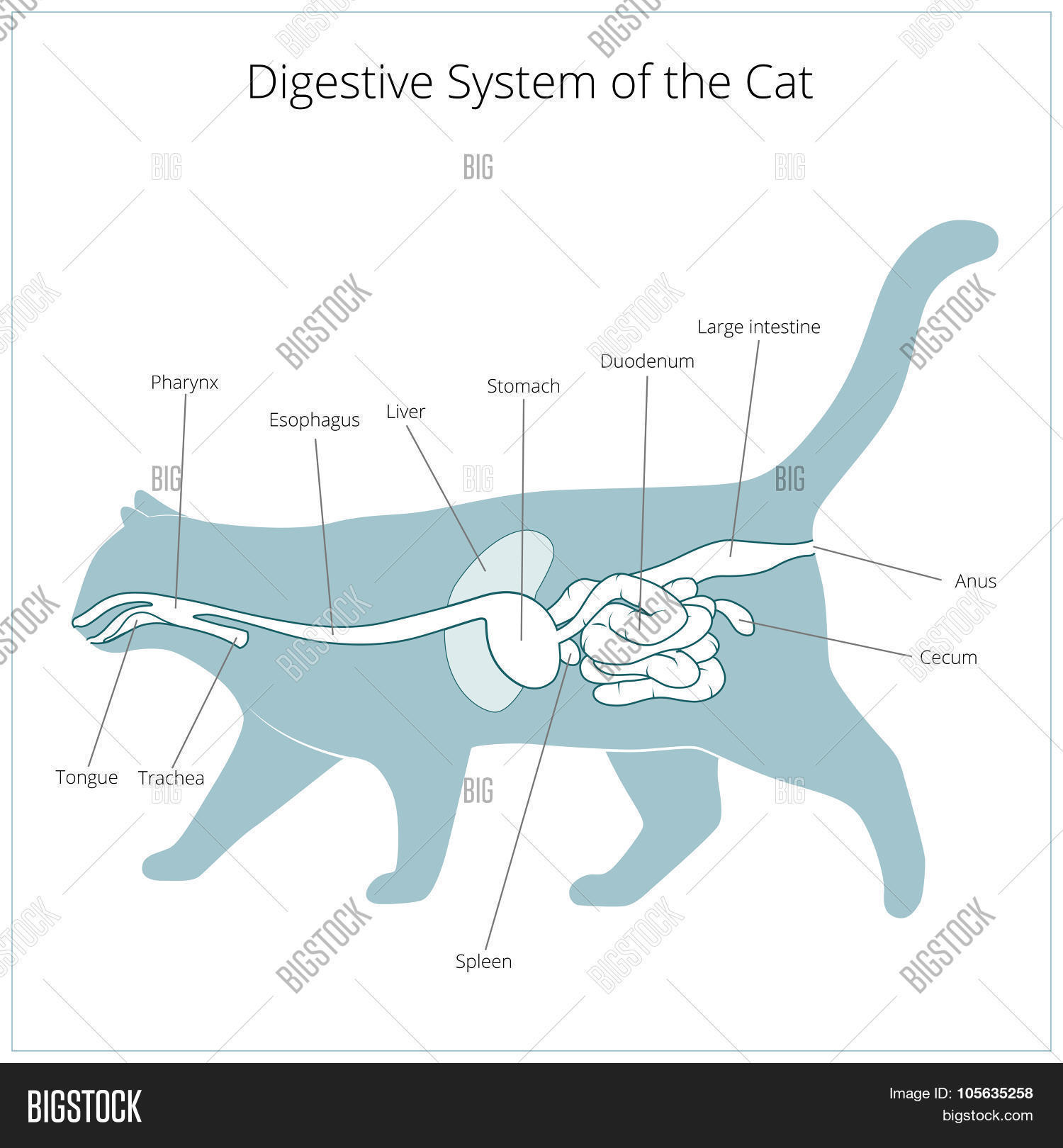 Digestive System Cat Vector & Photo (Free Trial) Bigstock