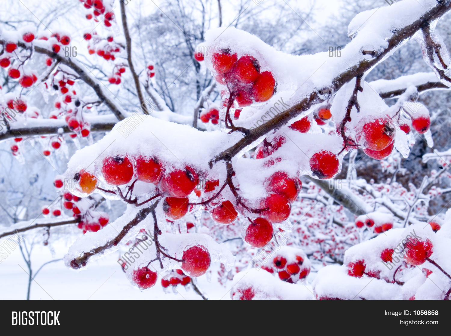 Winter Berries Image & Photo (Free Trial) Bigstock