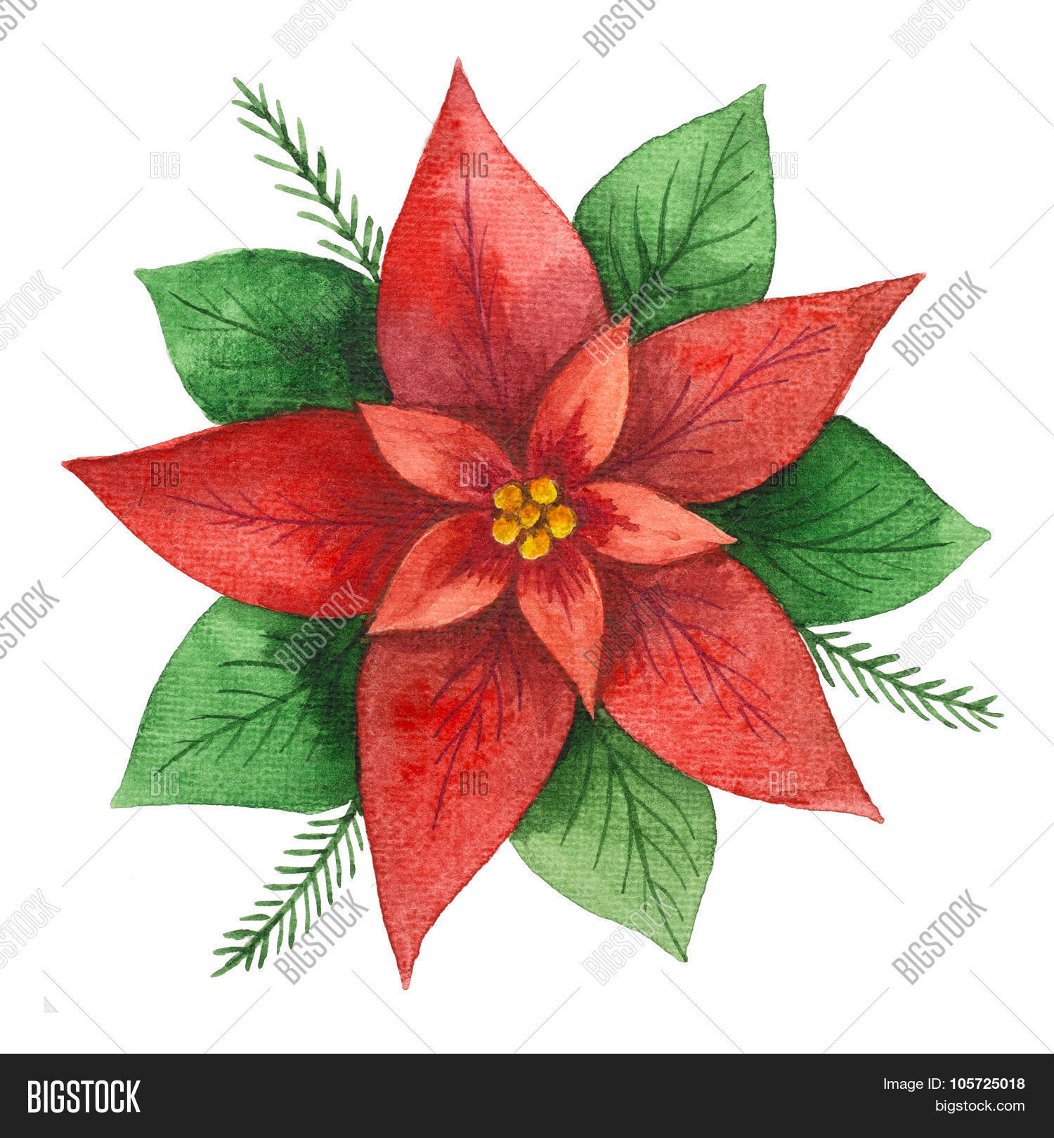 Watercolor Poinsettia Image & Photo (Free Trial) Bigstock