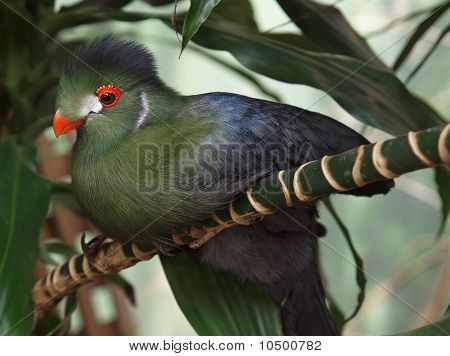 Turaco อยู่