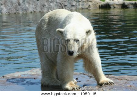 Orso polare 28