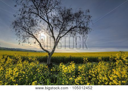 Early Morning Sunlight Filters Across Canola Fields