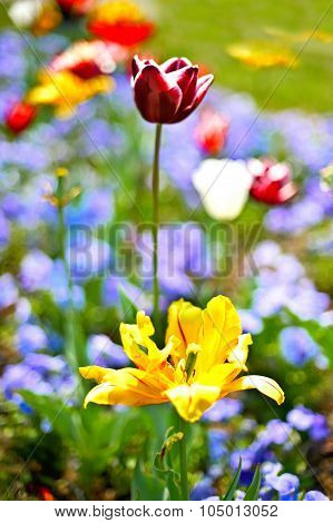 Spring Flowers