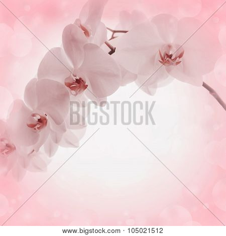 Pink Background With Orchid Flowers
