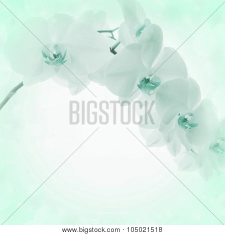 Light Background With Orchid Flowers
