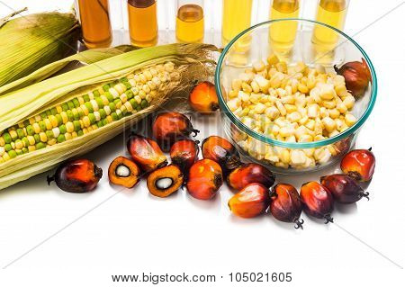 Corn And Oil Palm Generated Ethanol In Test Tubes, With Biofuel On Maize