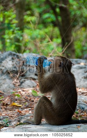 Monkey Rhesus Macaque drinking from a water bottle