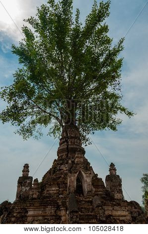 Tree growing out of temple in mini bagan