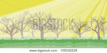 Forest In The Sunny Day, Rays, Trees Silhouettes
