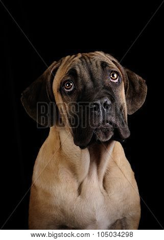 portrait of a Mastiff puppy