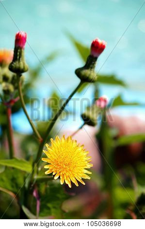 Crepis Vesicaria
