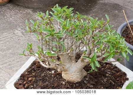 Aenium Tree - Socotra , Rose Desert